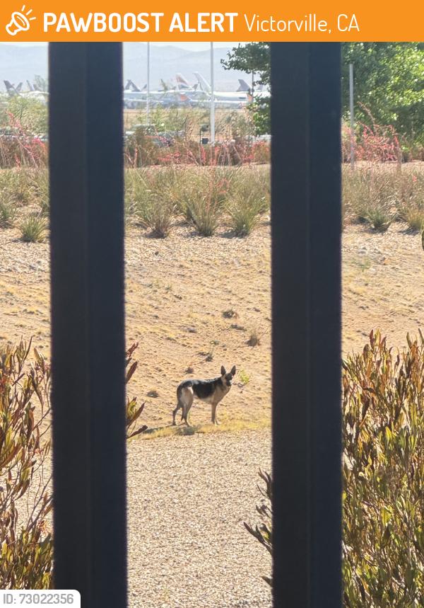 Found/Stray Unknown Dog last seen TRUCK ENTRANCE ACROSS FROM GOODYEAR, Victorville, CA 92394
