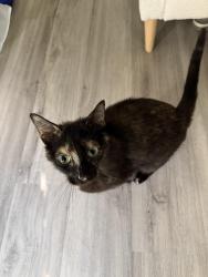 Found/Stray Female Cat last seen Near Farley Trail and Kingsridge Dr, Dallas, TX 75287
