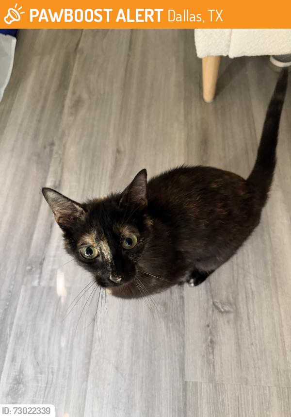 Found/Stray Female Cat last seen Near Farley Trail and Kingsridge Dr, Dallas, TX 75287