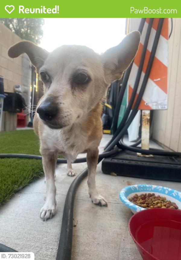 Reunited Unknown Dog last seen 19th ave & Thunderbird Rd. , Phoenix, AZ 85023