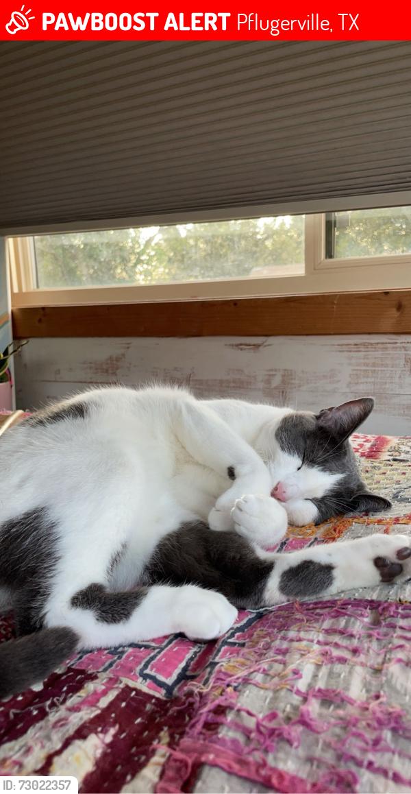 Lost Female Cat last seen Thackeray Blackhawk, Pflugerville, TX 78660