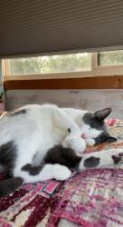 Lost Female Cat last seen Thackeray Blackhawk, Pflugerville, TX 78660