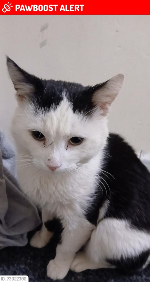 Lost Male Cat last seen Thrybergh cort denaby main , Denaby Main, England DN12 4EF