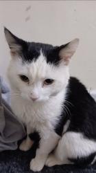 Lost Male Cat last seen Thrybergh cort denaby main , Denaby Main, England DN12 4EF