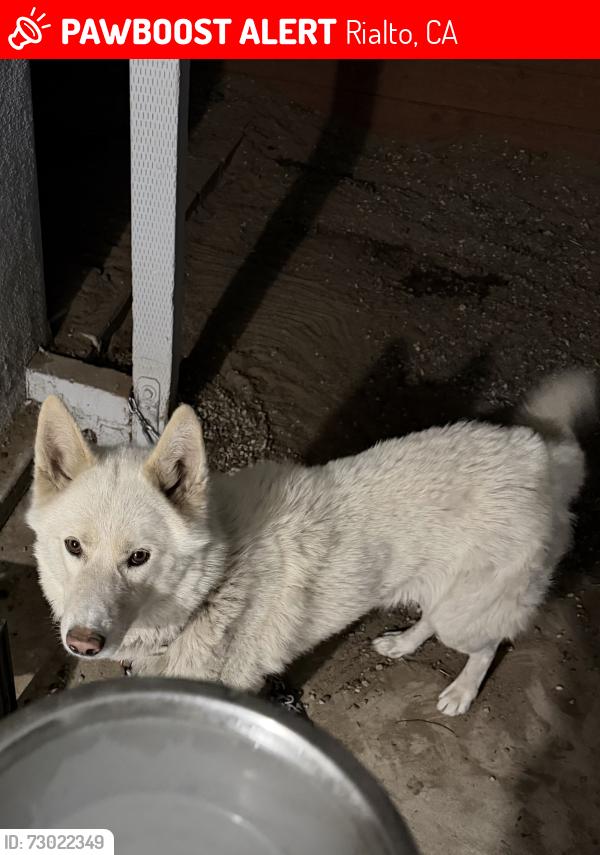 Lost Male Dog last seen Carter St, Rialto, CA 92376