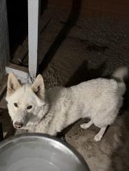 Lost Male Dog last seen Carter St, Rialto, CA 92376