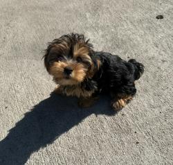 Lost Female Dog last seen Pynt Poynt Park, Camden, NJ 08102