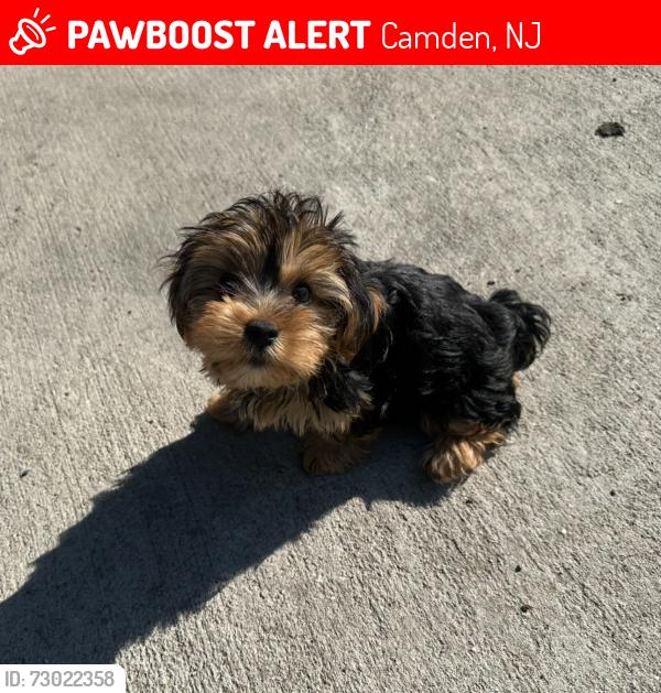 Lost Female Dog last seen Pynt Poynt Park, Camden, NJ 08102