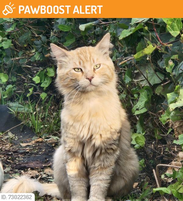 Found/Stray Male Cat last seen Jurado and Los Altos, Hacienda Heights, CA 91745