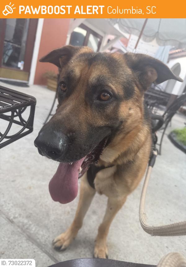 Found/Stray Male Dog last seen Irmo high school, Columbia, SC 29212