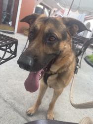 Found/Stray Male Dog last seen Irmo high school, Columbia, SC 29212
