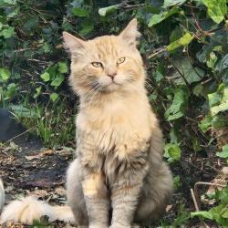 Found/Stray Male Cat last seen Jurado and Los Altos, Hacienda Heights, CA 91745