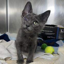Shelter Stray Male Cat last seen , 4575 E Mesquite Ave, Palm Springs, CA 92264, USA