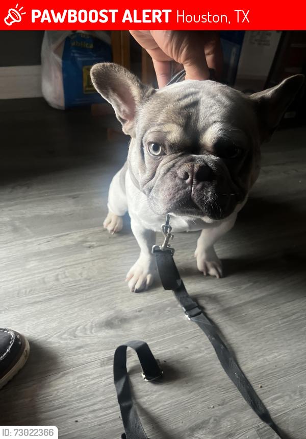 Lost Male Dog last seen Dotson Lake Park, Houston, TX 77093
