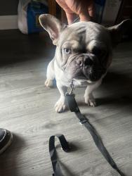 Lost Male Dog last seen Dotson Lake Park, Houston, TX 77093