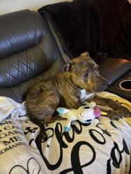 Found/Stray Female Dog last seen Apt buildings, Winston-Salem, NC 27127