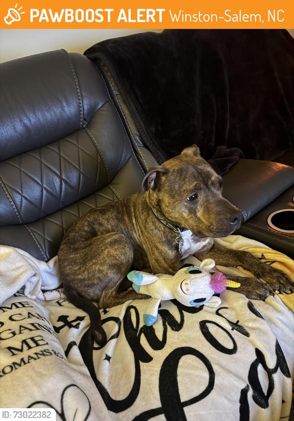 Found/Stray Female Dog last seen Apt buildings, Winston-Salem, NC 27127