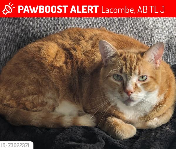 Lost Male Cat last seen Near St. Stephen's Catholic Church, St. Andrew's United Church, and the Lacombe Memorial Centre., Lacombe, AB T4L 1J6
