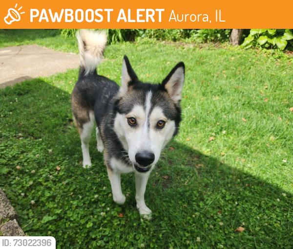 Found/Stray Female Dog last seen S Elmwood Dr, Aurora, IL 60506