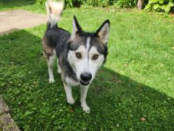 Found/Stray Female Dog last seen S Elmwood Dr, Aurora, IL 60506
