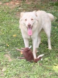 Found/Stray Male Dog last seen Poplar grove road, Harrogate, TN 37724