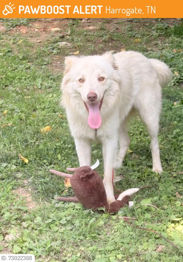 Found/Stray Male Dog last seen Poplar grove road, Harrogate, TN 37724