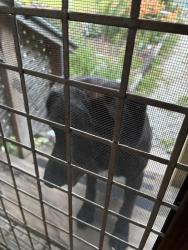 Found/Stray Male Dog last seen Hwy 11 ,Prison Camp Rd and Sumac Lane, Campobello, SC 29322