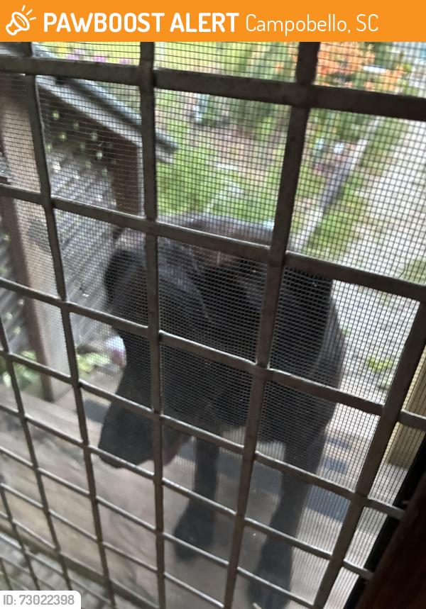 Found/Stray Male Dog last seen Hwy 11 ,Prison Camp Rd and Sumac Lane, Campobello, SC 29322