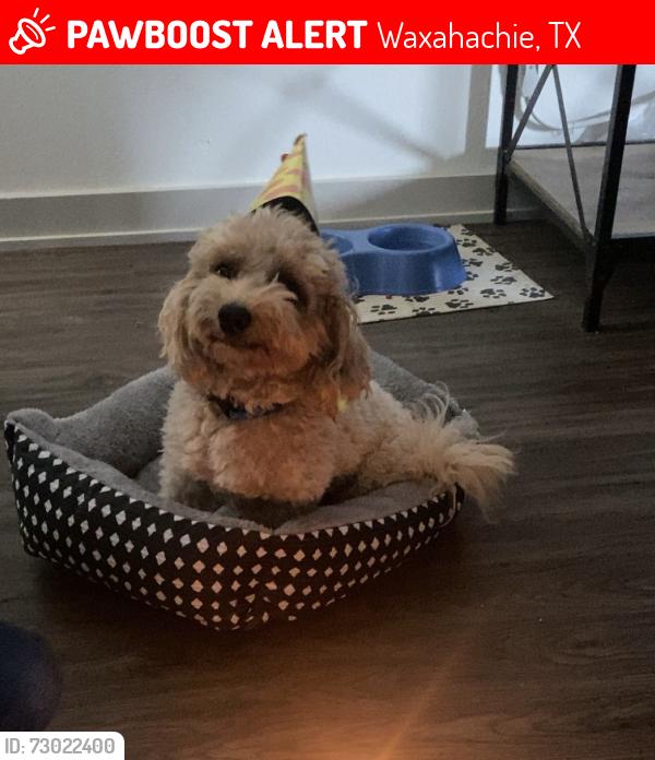 Lost Male Dog last seen Near old church rd, Waxahachie, TX 75165