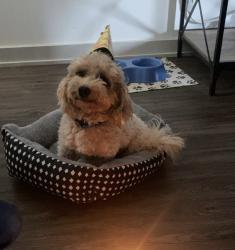 Lost Male Dog last seen Near old church rd, Waxahachie, TX 75165