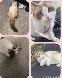 Lost Female Cat last seen Glebe Crescent witham, Witham, England CM8