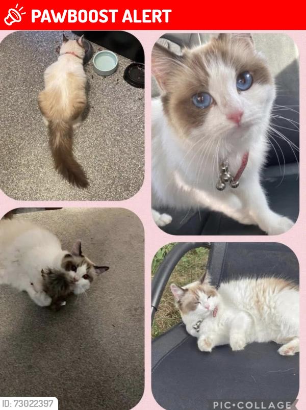 Lost Female Cat last seen Glebe Crescent witham, Witham, England CM8