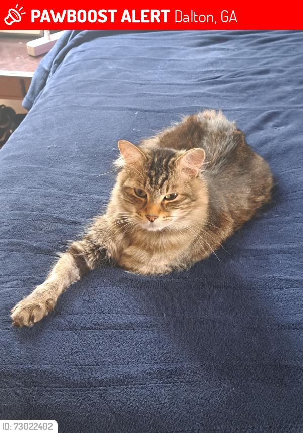 Lost Male Cat last seen S Dixie Rd and Nexxus, Dalton, GA 30721