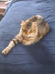 Lost Male Cat last seen S Dixie Rd and Nexxus, Dalton, GA 30721
