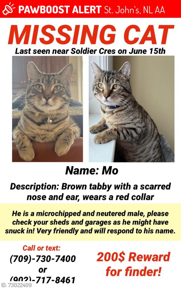 Lost Male Cat last seen Stavanger Dr Park, St. John's, NL A1A
