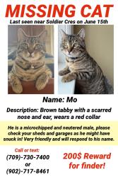Lost Male Cat last seen Stavanger Dr Park, St. John's, NL A1A