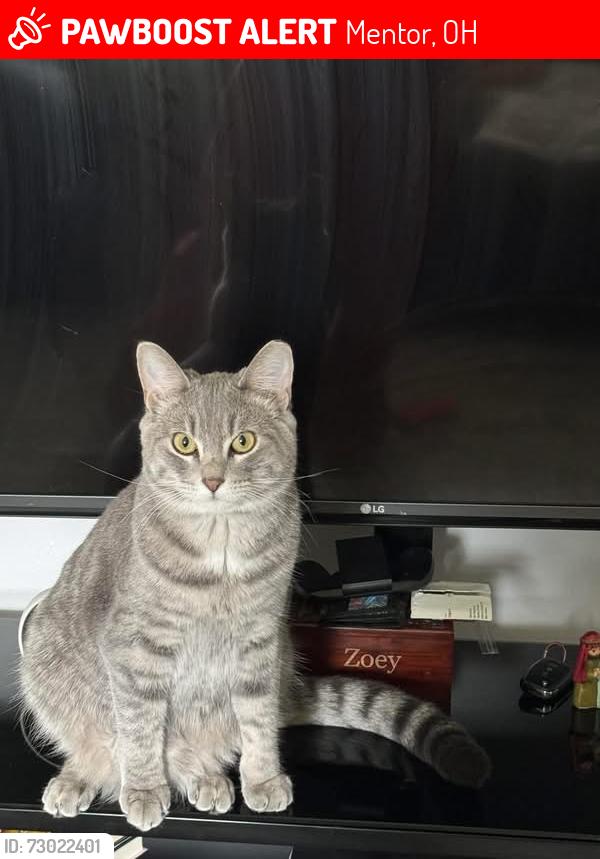 Lost Male Cat last seen mckinley st in mentor off of ohio st, Mentor, OH 44060