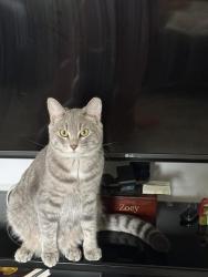 Lost Male Cat last seen mckinley st in mentor off of ohio st, Mentor, OH 44060