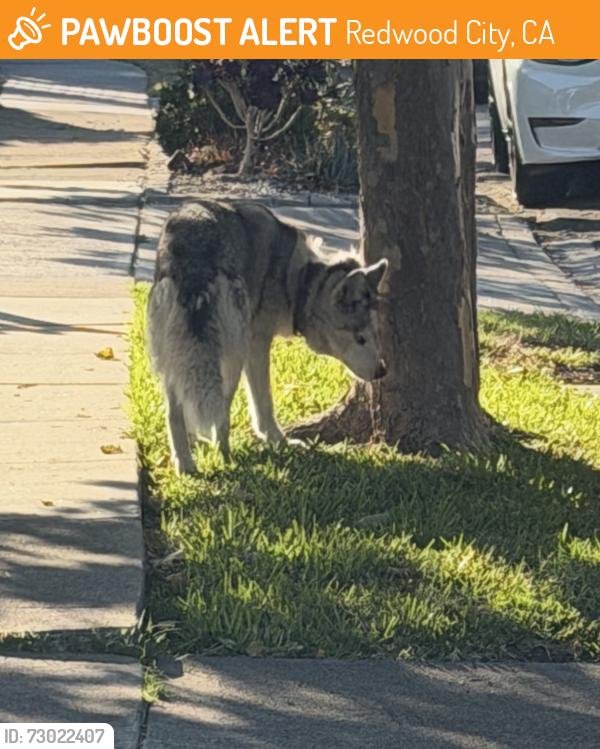Found/Stray Unknown Dog last seen 2nd Ave, Redwood City, CA 94063