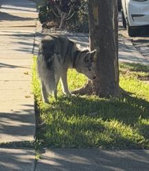 Found/Stray Unknown Dog last seen 2nd Ave, Redwood City, CA 94063