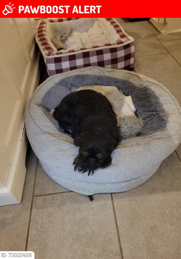 Lost Female Dog last seen Hamilton Mason and LeSoursville, West Chester Township, OH 45069
