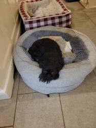 Lost Female Dog last seen Hamilton Mason and LeSoursville, West Chester Township, OH 45069