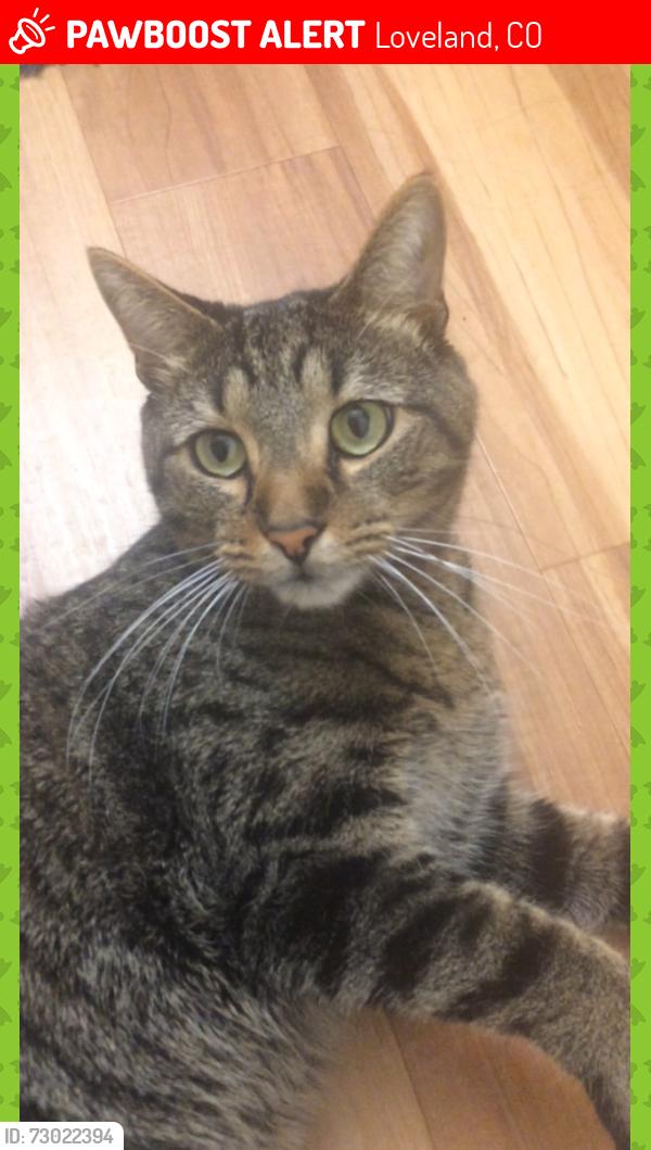 Lost Male Cat last seen 19th & Van Buren, Loveland, CO 80538