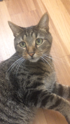 Lost Male Cat last seen 19th & Van Buren, Loveland, CO 80538