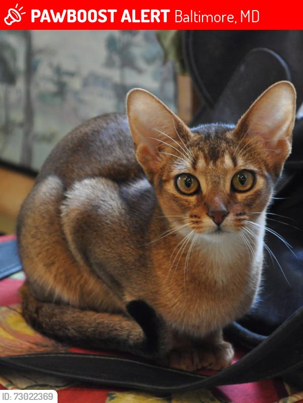 Lost Female Cat last seen Near block of Goodwood Gardens in Roland Park behind St David's Church and the Women's Club blogs, Baltimore, MD 21210