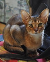 Lost Female Cat last seen Near block of Goodwood Gardens in Roland Park behind St David's Church and the Women's Club blogs, Baltimore, MD 21210