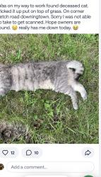 Found/Stray Unknown Cat last seen  Corner Ketch Road and Lyndell Road The cross road was not provided I put Lyndell so this notice could get sent. , East Brandywine Township, PA 19335