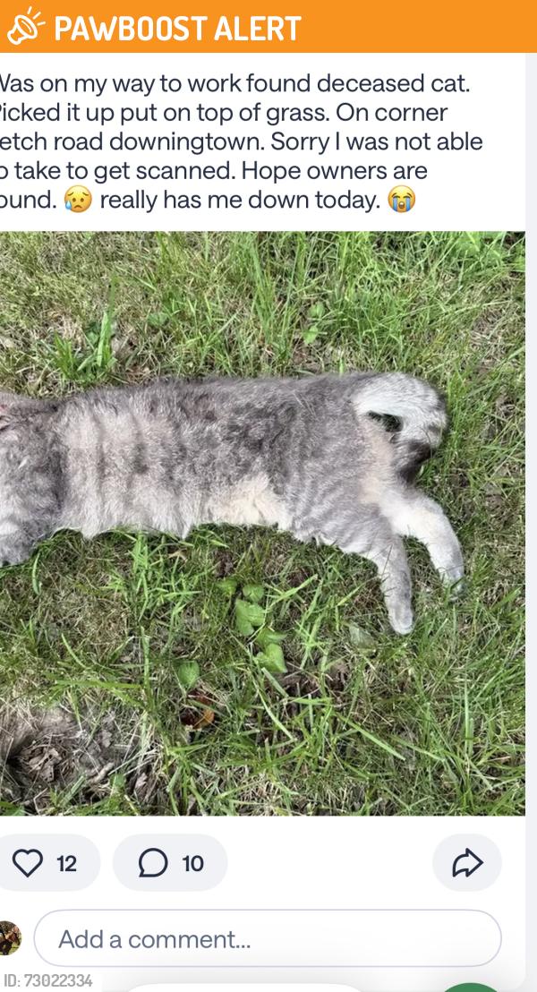 Found/Stray Unknown Cat last seen  Corner Ketch Road and Lyndell Road The cross road was not provided I put Lyndell so this notice could get sent. , East Brandywine Township, PA 19335