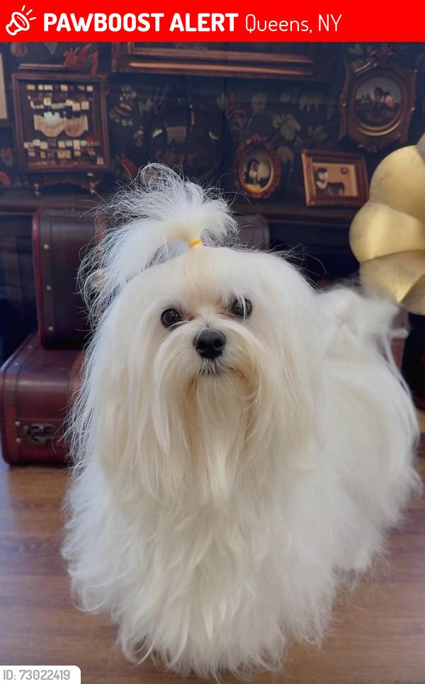 Lost Male Dog last seen 202nd Street Bayside , Queens, NY 11361