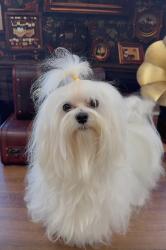 Lost Male Dog last seen 202nd Street Bayside , Queens, NY 11361